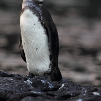 Ecuador, Galapagos. Santiago Island (Sullivan Bay)