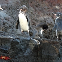 Ecuador, Galapagos. Santiago Island (Sullivan Bay)