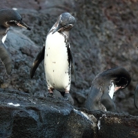 Ecuador, Galapagos. Santiago Island (Sullivan Bay)