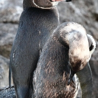 Ecuador, Galapagos. Santiago Island (Sullivan Bay)