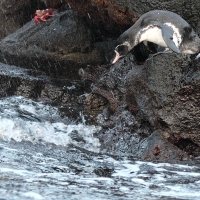 Ecuador, Galapagos. Santiago Island (Sullivan Bay)