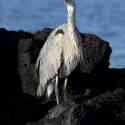 Ecuador, Galapagos. Santa Cruz, Cero Dragon.