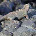 Ecuador, Galapagos. Santa Cruz, Cero Dragon.