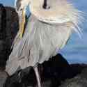 Ecuador, Galapagos. Santa Cruz, Cero Dragon.