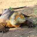 Ecuador, Galapagos. Santa Cruz, Cero Dragon.