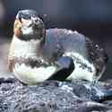 Ecuador, Galapagos. Santiago Island (Sullivan Bay)