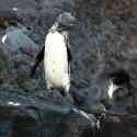 Ecuador, Galapagos. Santiago Island (Sullivan Bay)