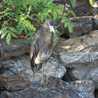 Ecuador, Galapagos. Tower Island