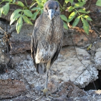 Ecuador, Galapagos. Tower Island