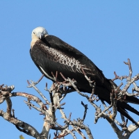 Ecuador, Galapagos. Tower Island