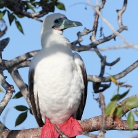 Ecuador, Galapagos. Tower Island