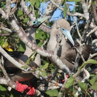 Ecuador, Galapagos. Tower Island