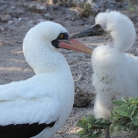 Ecuador, Galapagos. Tower Island