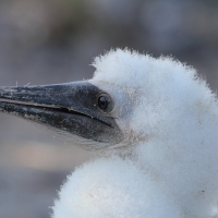 Ecuador, Galapagos. Tower Island