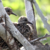 Ecuador, Galapagos. Tower Island