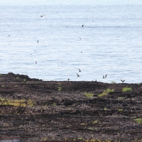 Ecuador, Galapagos. Tower Island