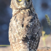 Ecuador, Galapagos. Tower Island