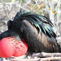 Ecuador, Galapagos. Tower Island