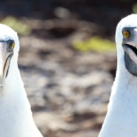 Ecuador, Galapagos. Tower Island