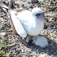 Ecuador, Galapagos. Tower Island