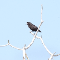 Ecuador, Galapagos. Tower Island