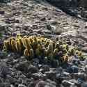 Ecuador, Galapagos. Tower Island