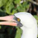 Ecuador, Galapagos. Tower Island