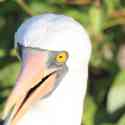 Ecuador, Galapagos. Tower Island