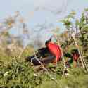 Ecuador, Galapagos. Tower Island