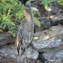 Ecuador, Galapagos. Tower Island