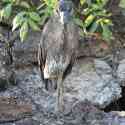 Ecuador, Galapagos. Tower Island