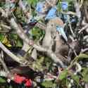 Ecuador, Galapagos. Tower Island