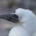 Ecuador, Galapagos. Tower Island