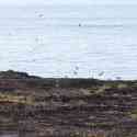 Ecuador, Galapagos. Tower Island