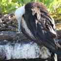 Ecuador, Galapagos. Tower Island