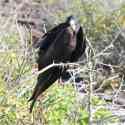 Ecuador, Galapagos. Tower Island