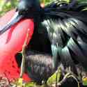 Ecuador, Galapagos. Tower Island