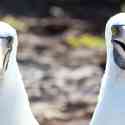 Ecuador, Galapagos. Tower Island