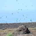 Ecuador, Galapagos. Tower Island