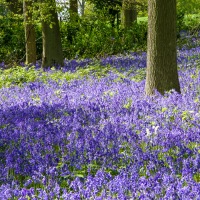 Greys Court