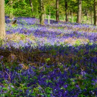 Greys Court