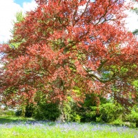 Greys Court