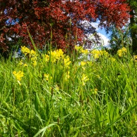 Greys Court