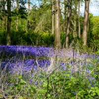 Greys Court