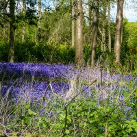 Greys Court