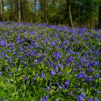 Greys Court