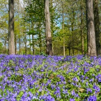 Greys Court