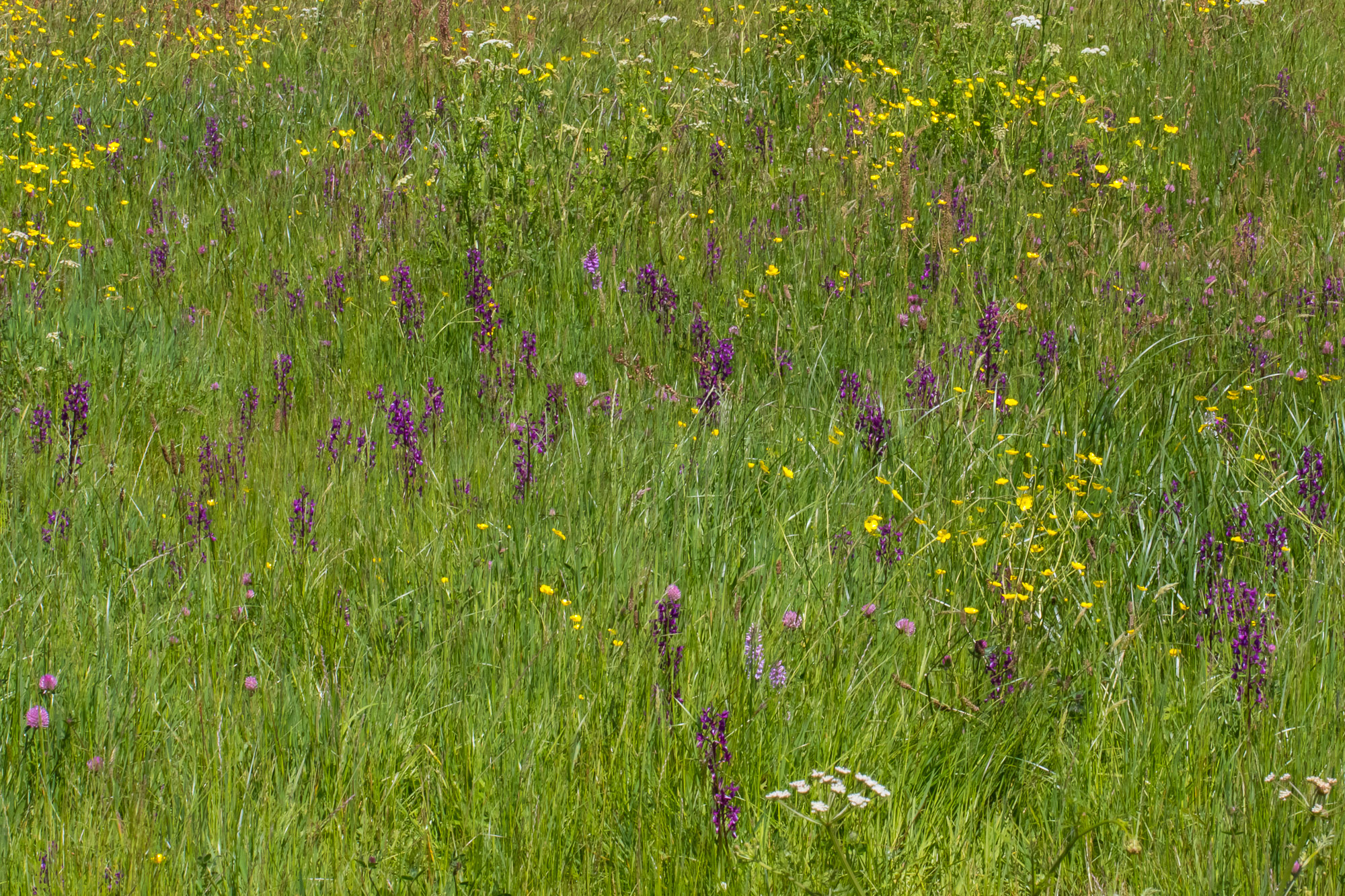 Les Vicheries Nature Reserve (Orchid Fields)