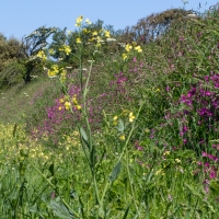 Walk to Orchid Fields from Fauxquets