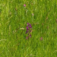 Les Vicheries Nature Reserve (Orchid Fields)